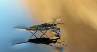 צועד מים על פני המים