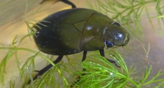 פלאוטוס המשותף