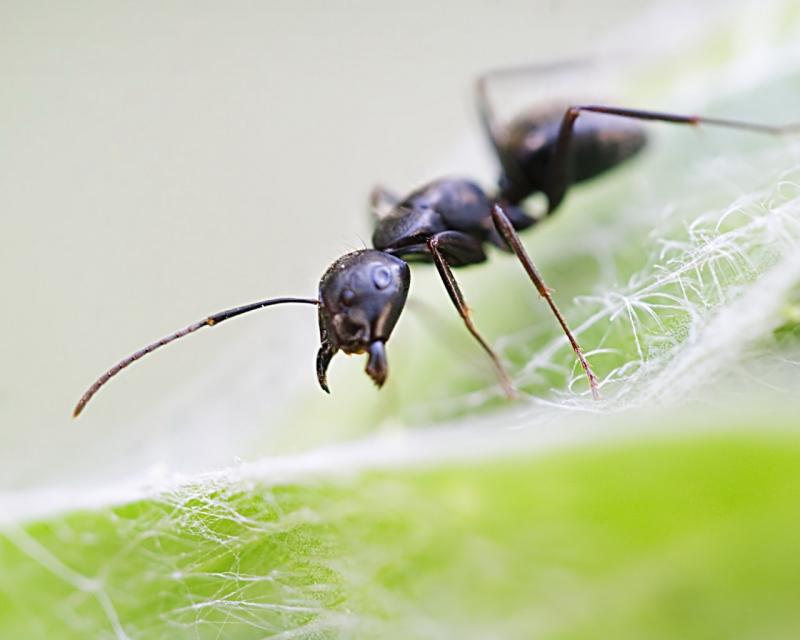 נמלים שחורות בבית ובשטח