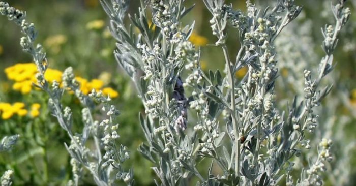 לענה חד-שנתית