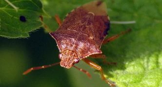 פודיסוס קשקשי