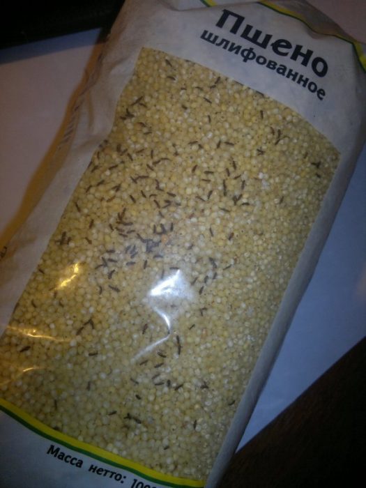 דגנים עם זחלי עש