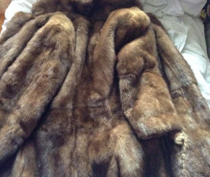 מעיל פרווה אכול עש