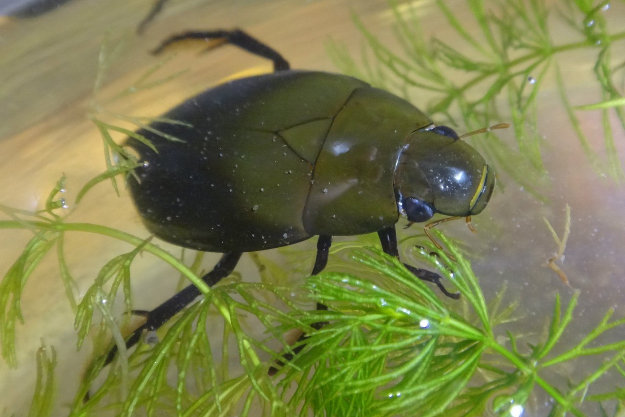 מה שאתם צריכים לדעת על פשפשי מים