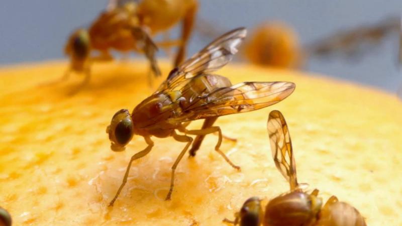 בעיית תעופה קטנה, או דרכים יעילות להיפטר מרחושים