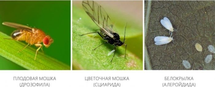 זבוב פירות, זבוב פרחים וזבוב לבן