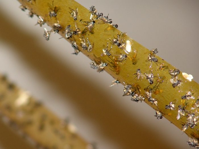 יתושים על סרט זבובים