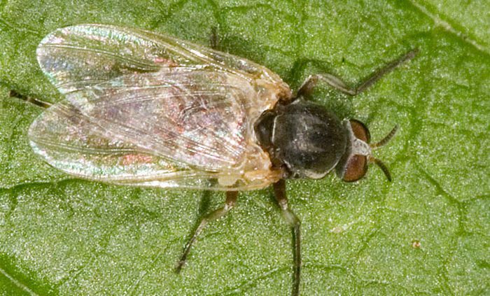 יתוש יושב על עלה