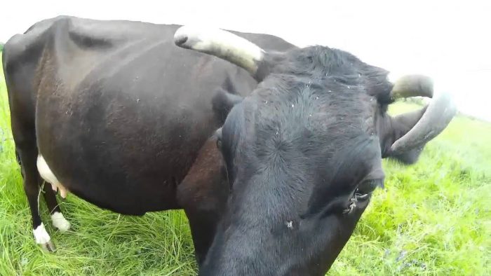 פרה באחו מכוסה יתושים