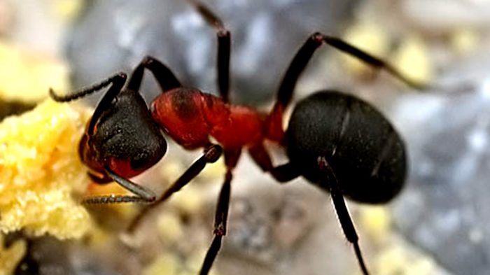 נמלת עץ אדומה