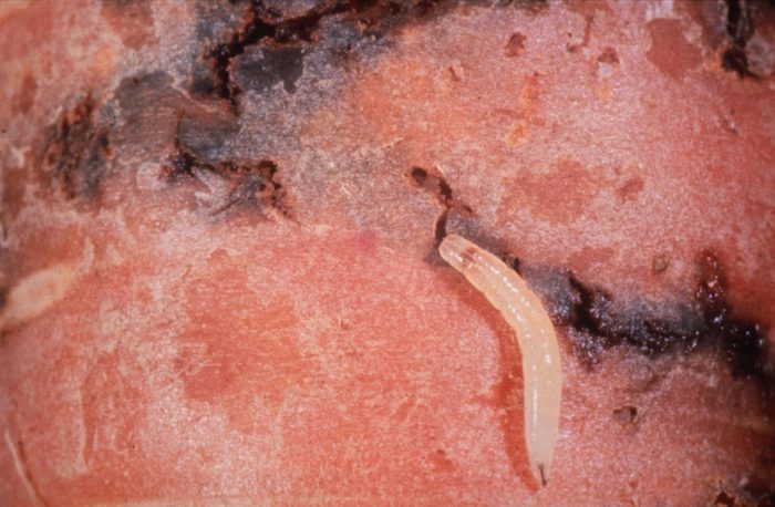 זחלי זבוב הגזר