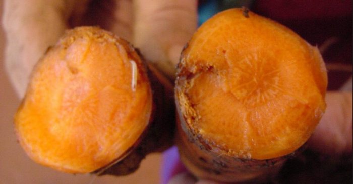 גזרים נגועים