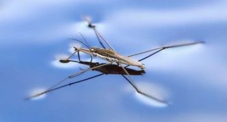 סטריידר מים