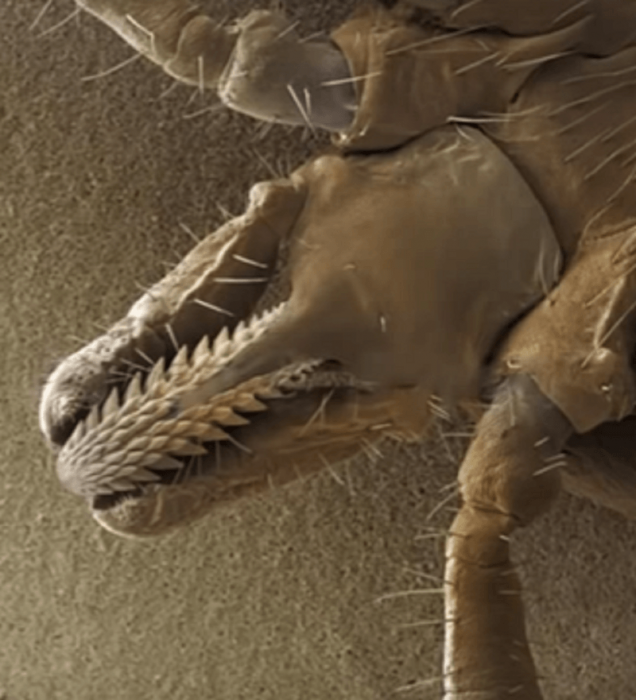 ראש של קרציה