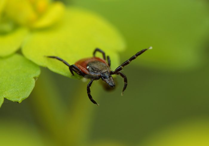 סמן בעמדת המתנה