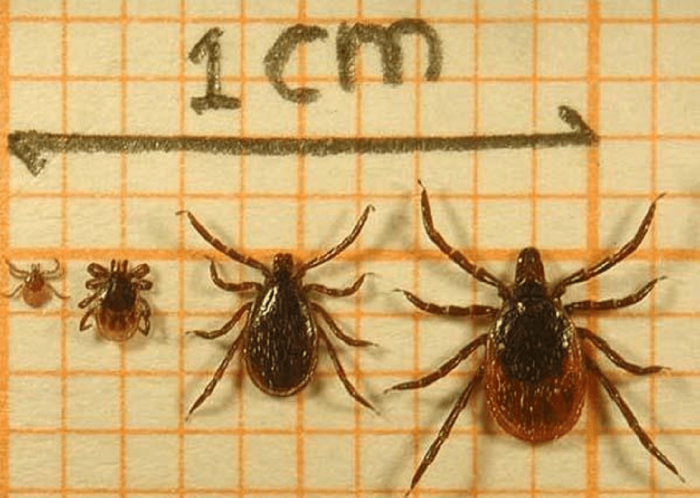 מחזור החיים של קרציית האיקסודיד