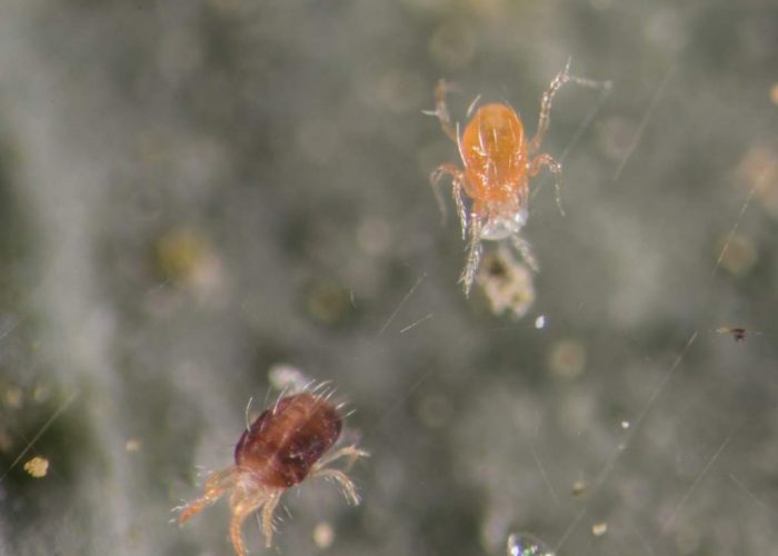 קרדית טורפת