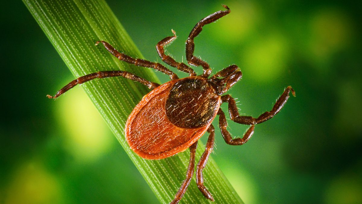 היכן חיות קרציות