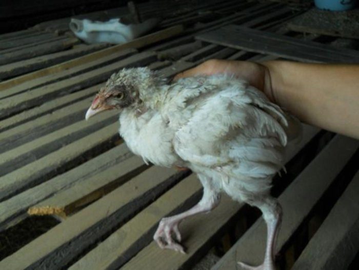 כינים על עוף