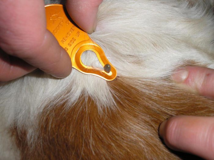 הסרת קרציה מבעל חיים באמצעות מסיר קרציות