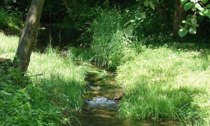 נחל יער באמצע סבך עשב