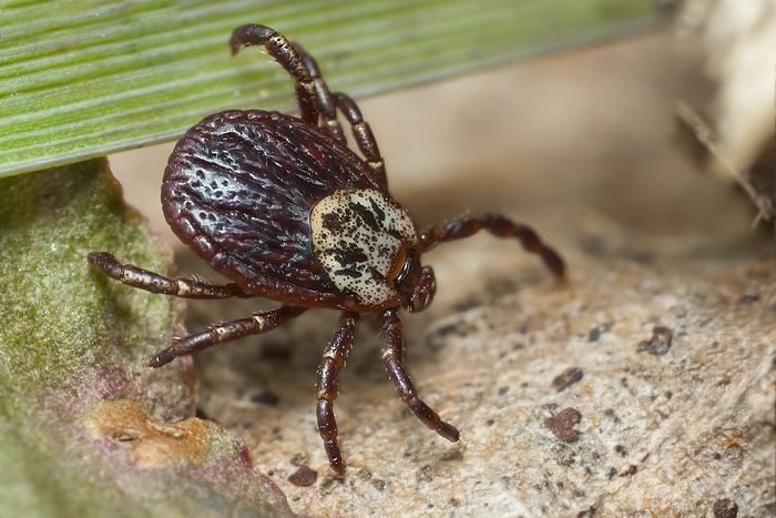 קרצית הטייגה