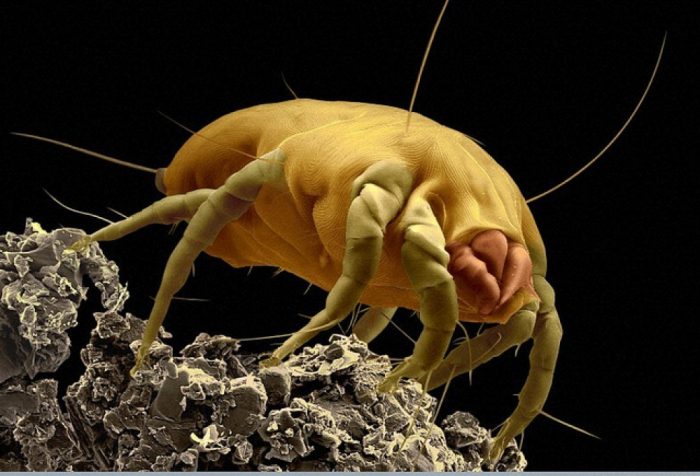 תקריב של קרדית האבק