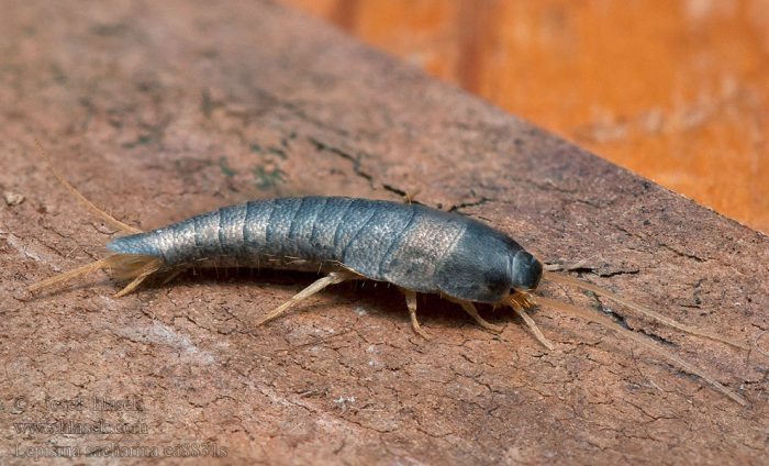 חרק דג הכסף