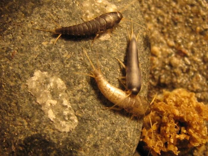 רבייה של דג כסף