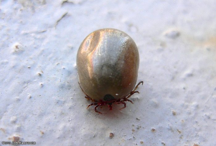 קרצית איקסודידית שבע