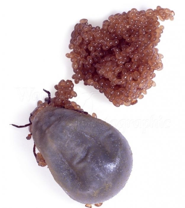 קרציה והביצים שהיא מטילה