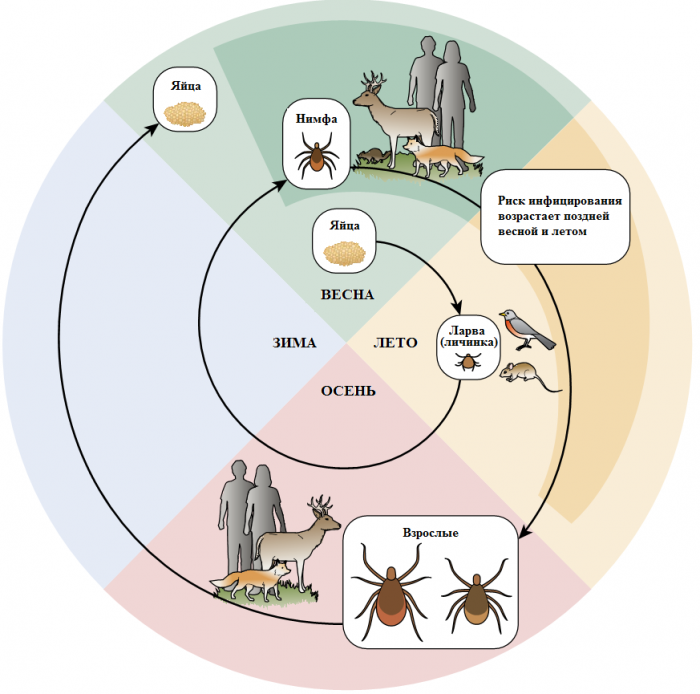 מחזור החיים של קרציה