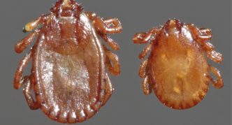 נציגים של הסוג Haemaphysalis