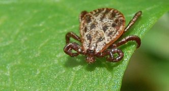 נציג של הסוג דרמהצנטר