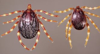 נציגים של הסוג היאלומה