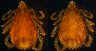 נציג הסוג Ixodes, נציגי הסוג Boophilus