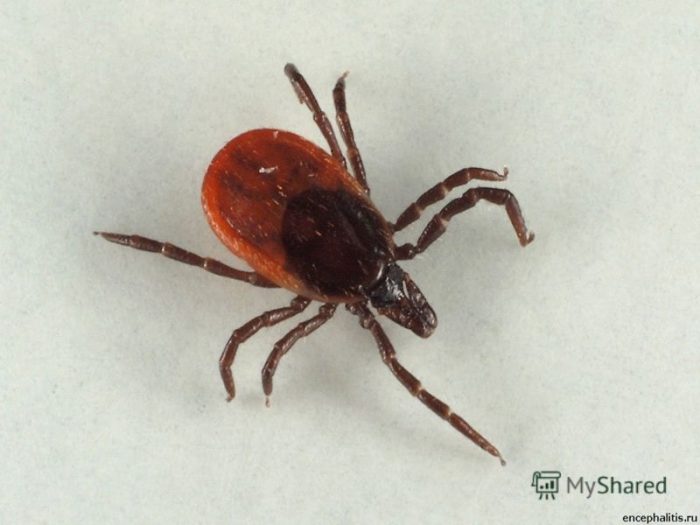 קרצית הטייגה