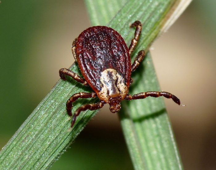 דרמקנטור מרגינאטוס