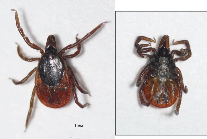 איקסודס לגורי