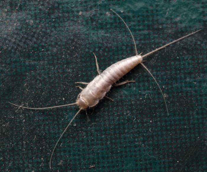 דג כסף סוכר (Lepisma saccharina)