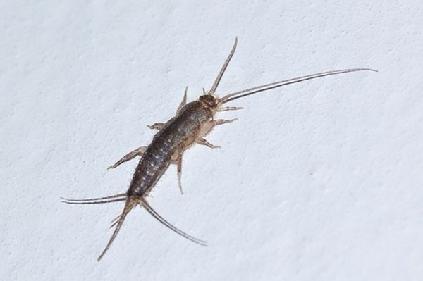 בית תרמוביה