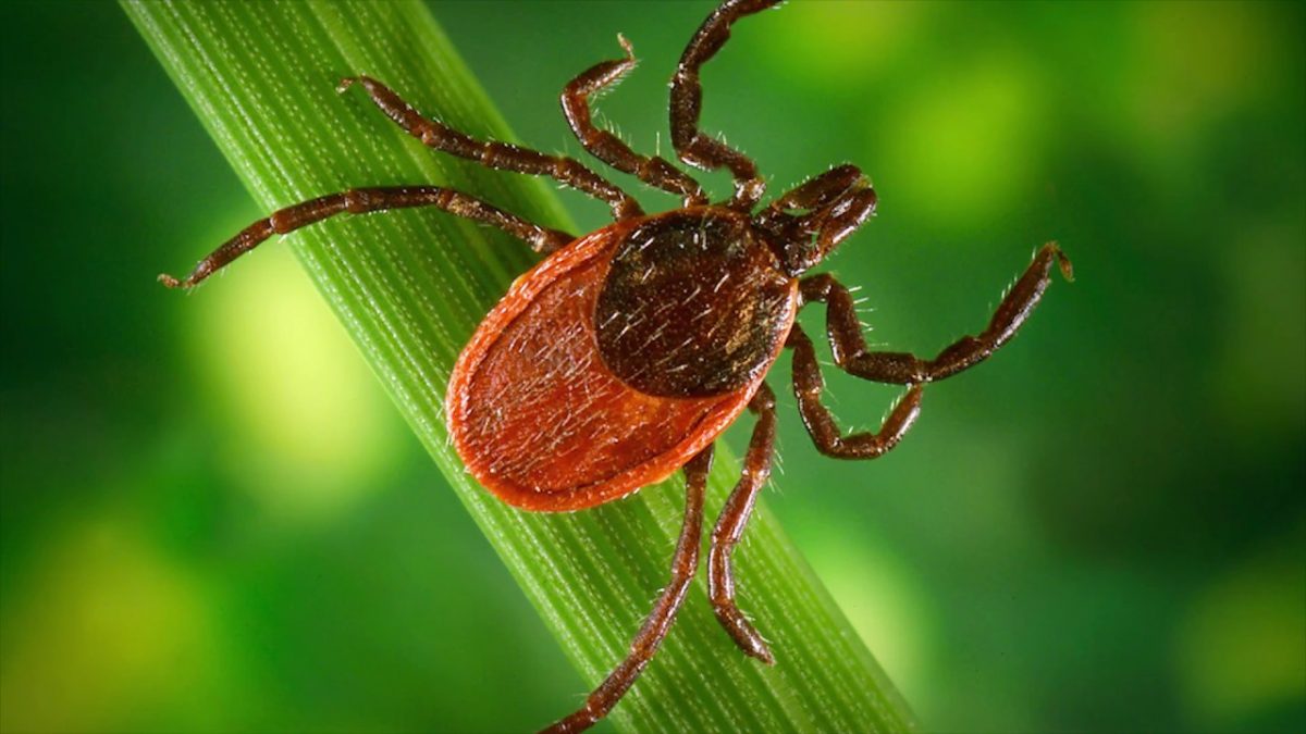 carrapato da encefalite