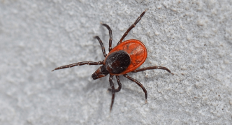 קרצית איקסודיד