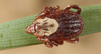 קרדית גמאסיד