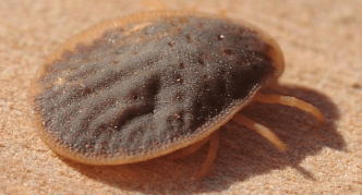 קרצית ארגסיד