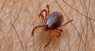 קרצית הטייגה