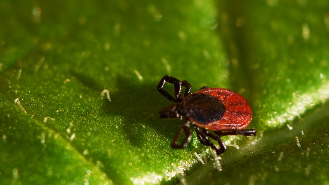 מתי קרציות תוקפות?