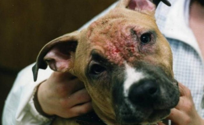 גרדת אצל כלבים