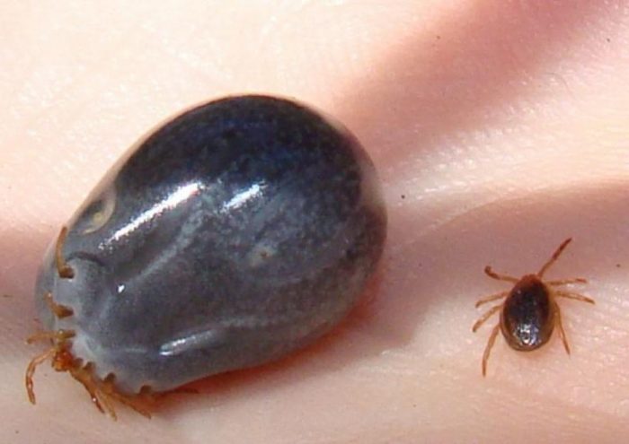 נציגי משפחת האיקסודיד: במצב רגיל ולאחר אכילת דם