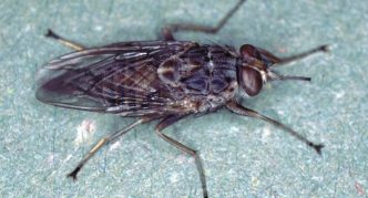 זבוב צטסה במצב מנוחה